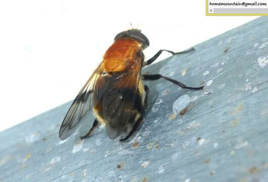 Image of Volucella jeddona Bigot 1875