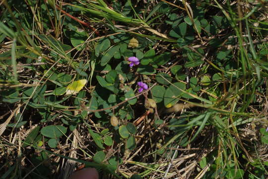 Image of island pea