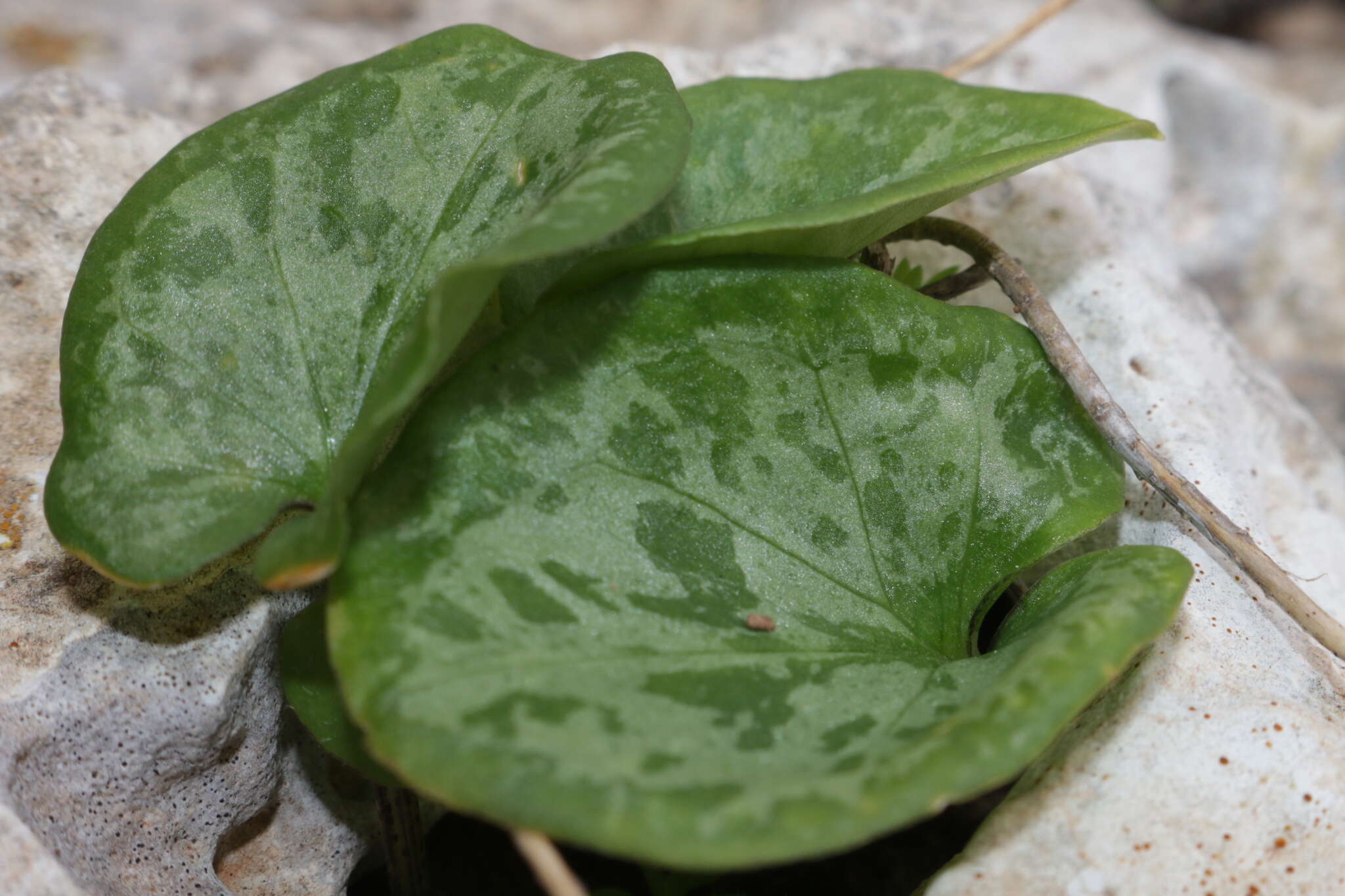 Image of Arisarum vulgare subsp. vulgare