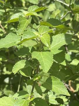 Image of Acalypha glabrata f. glabrata