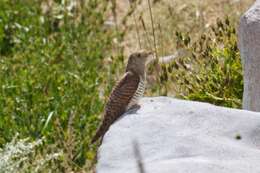 Image of Himalayan Cuckoo