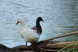 Image of <i>Anas platyrhynchos</i> f. <i>domesticus</i>