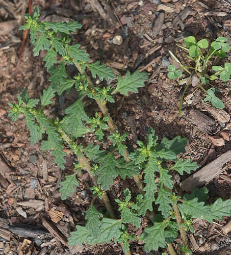 Image of clammy goosefoot