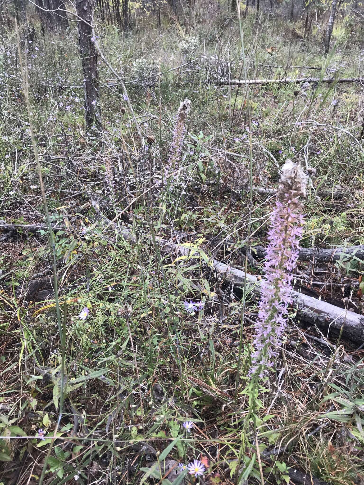 Слика од Liatris elegans (Walt.) Michx.