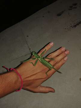 Image of Anatolian Predatory Bush-cricket