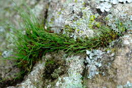 Image of Drimia uniflora J. C. Manning & Goldblatt