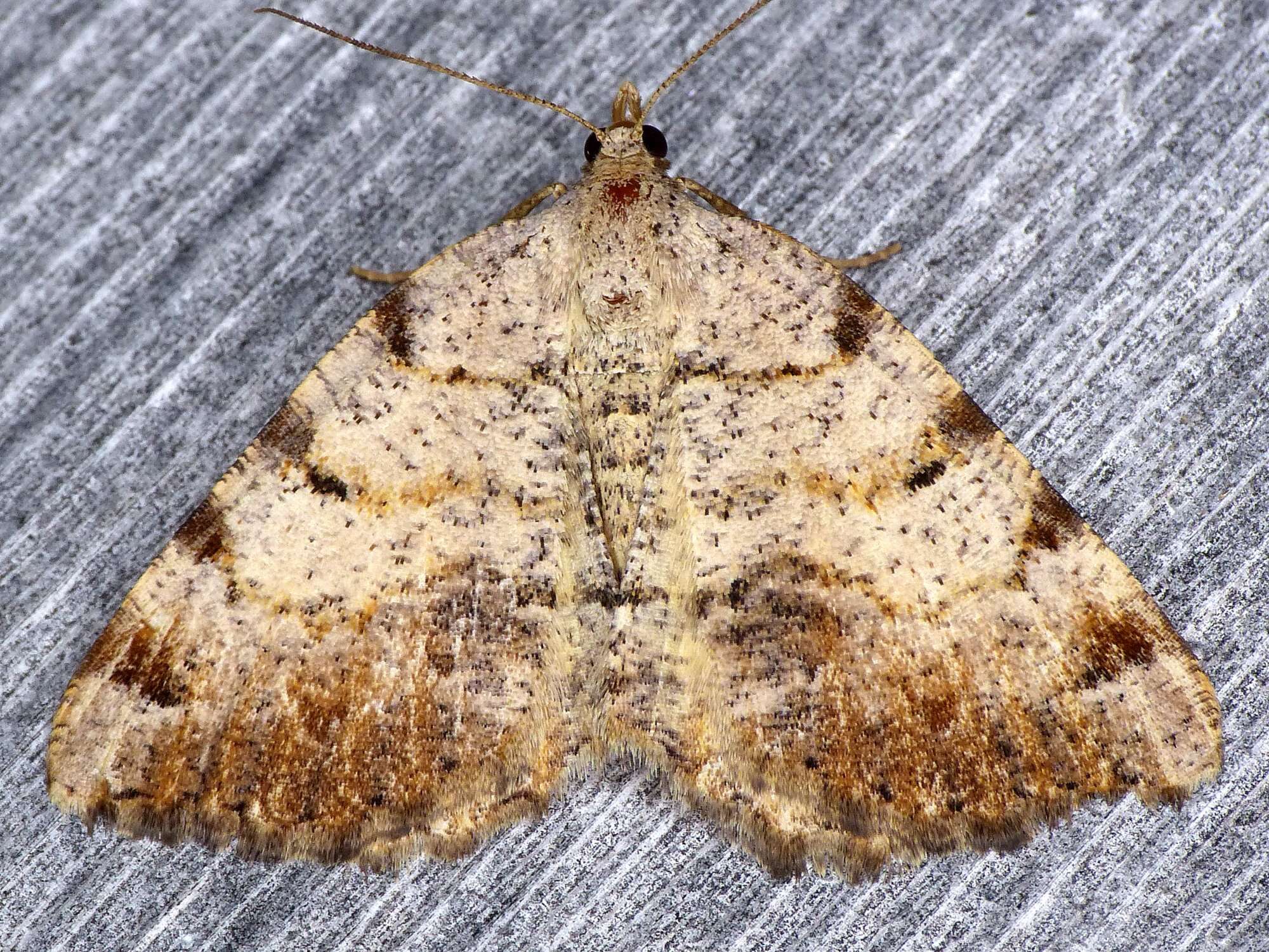 Image of Macaria exauspicata Walker 1861