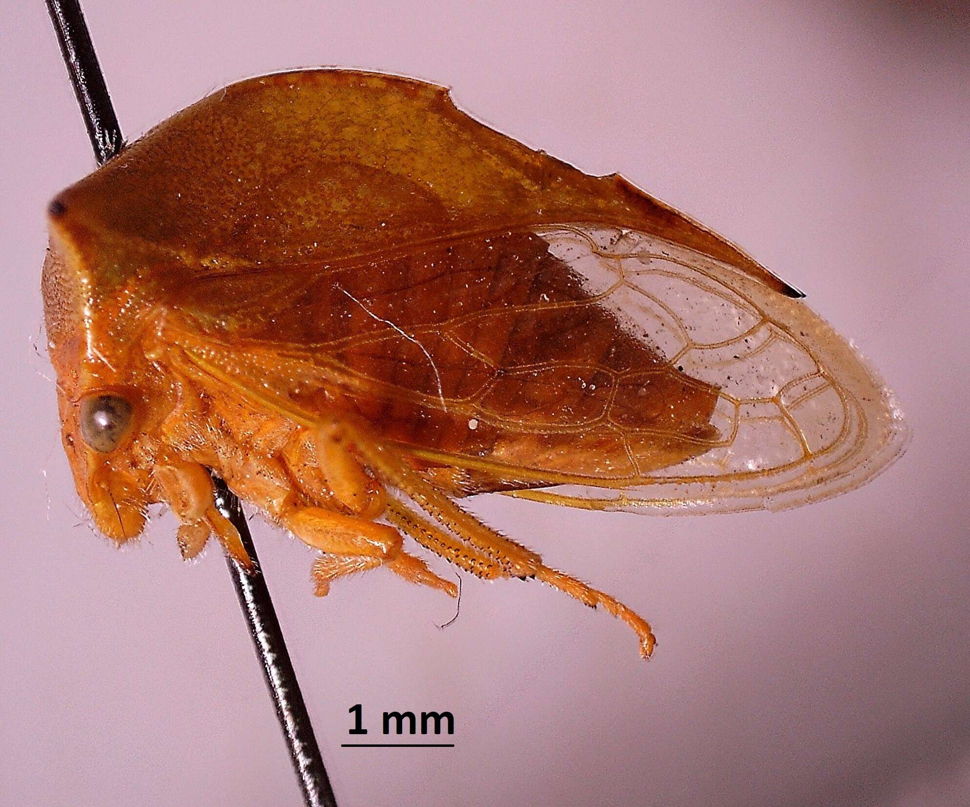 Image of Stictocephala Stal 1864