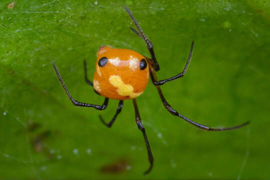 Image of Theridion quadratum (O. Pickard-Cambridge 1882)