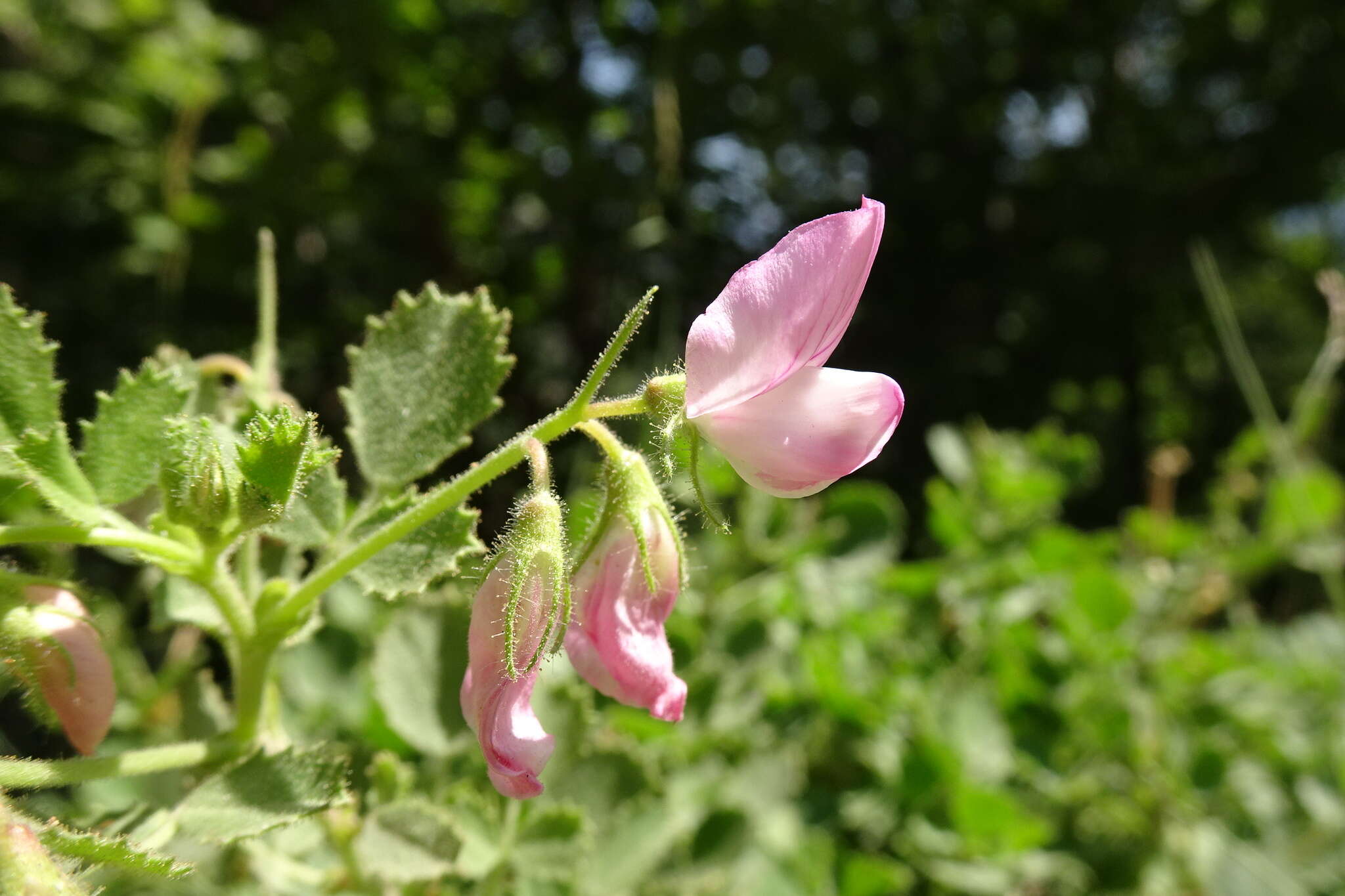 Ononis rotundifolia L.的圖片