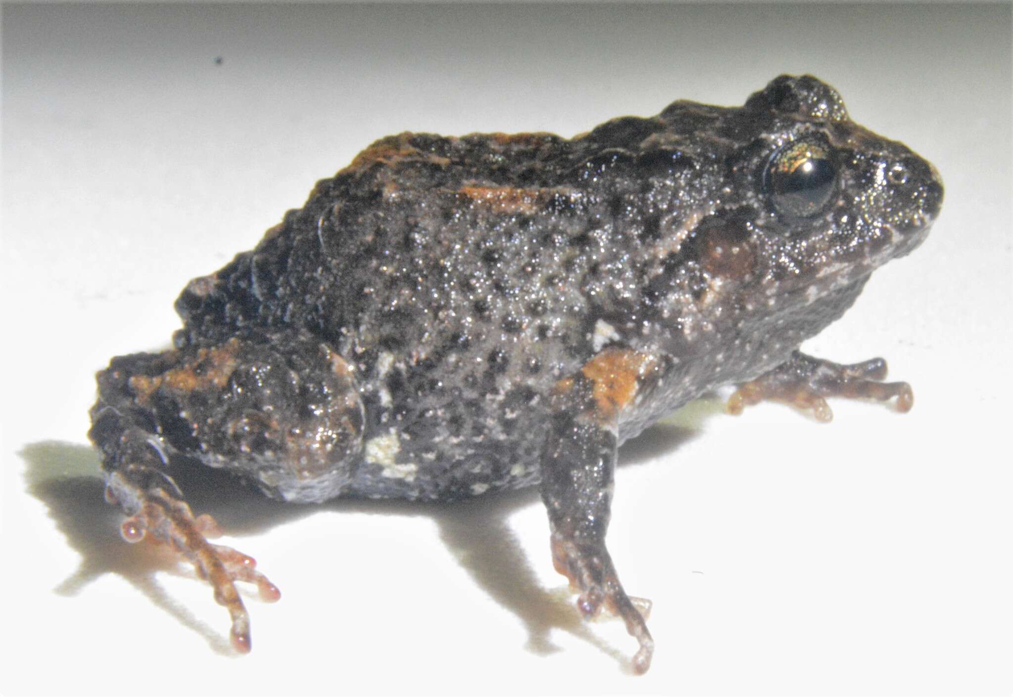 Image of Pristimantis festae (Peracca 1904)