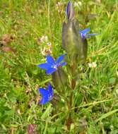 Image of Gentiana utriculosa L.