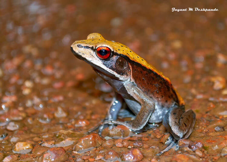 Image of Bicolored frog