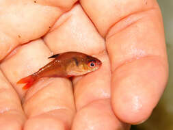 Image of Blood characin