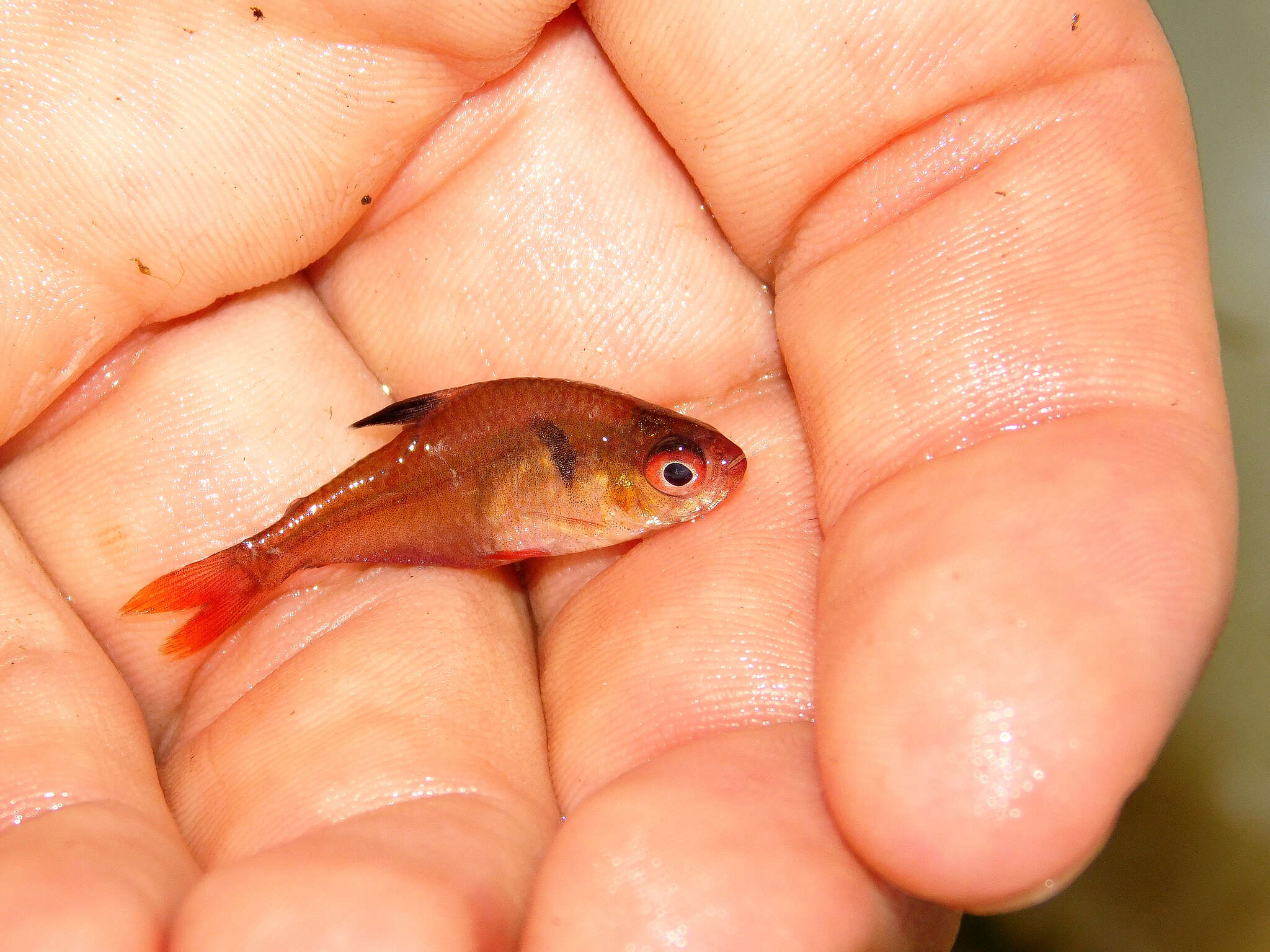 Image of Blood characin