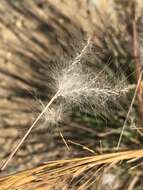 Image of Andropogon eucomus Nees