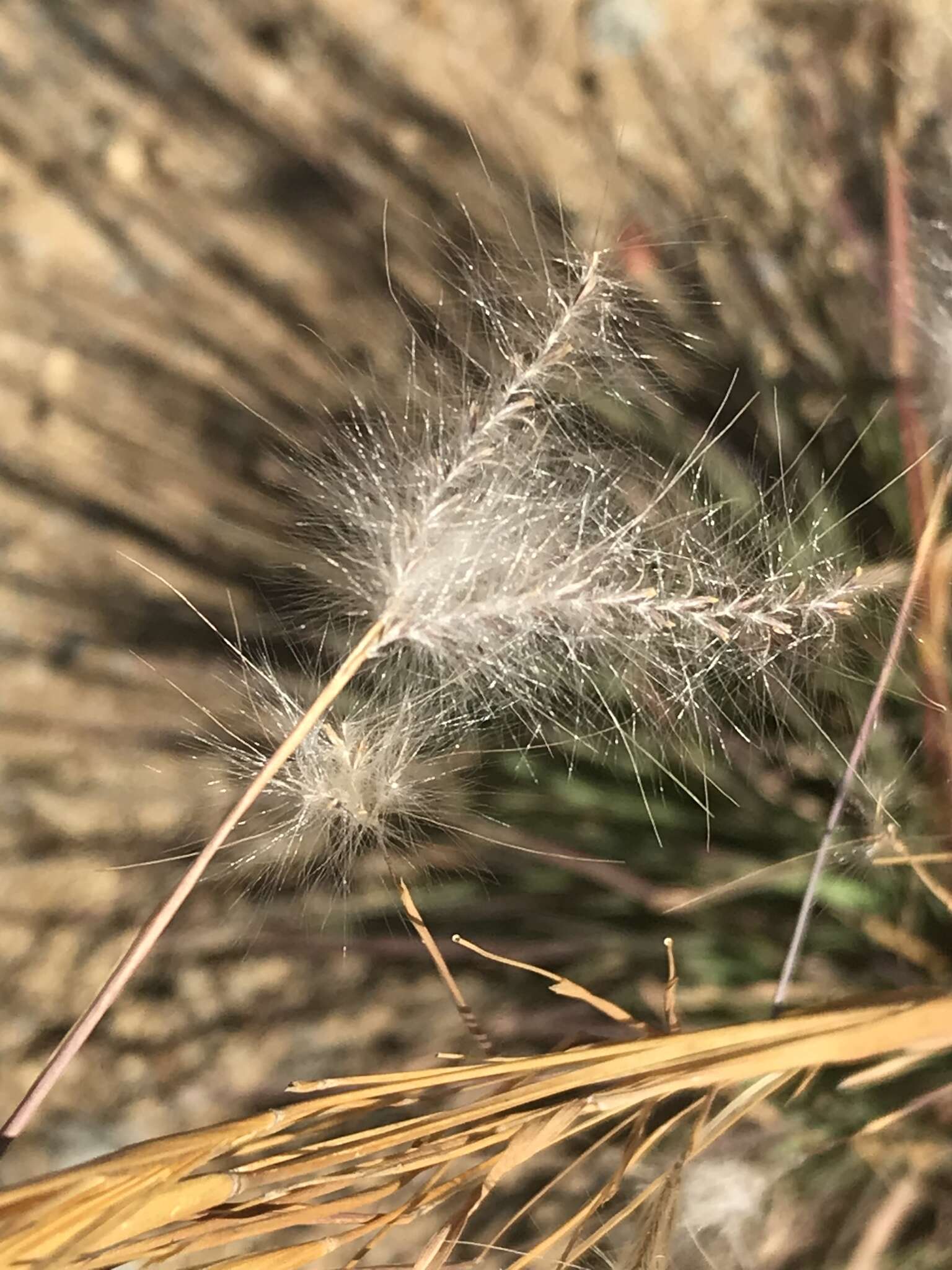 Sivun Andropogon eucomus Nees kuva