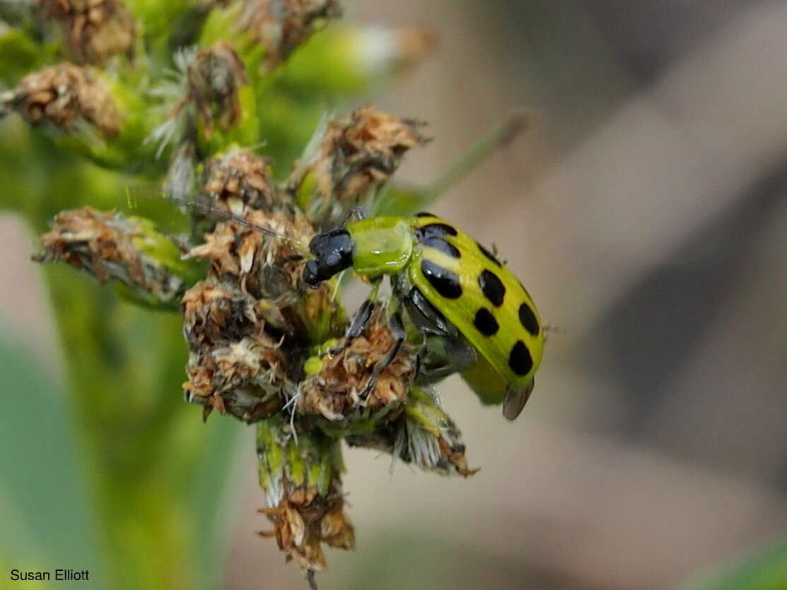 Image of Spotted Cucumber Beetle