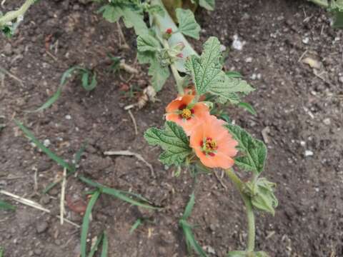 Imagem de Sphaeralcea bonariensis (Cav.) Griseb.