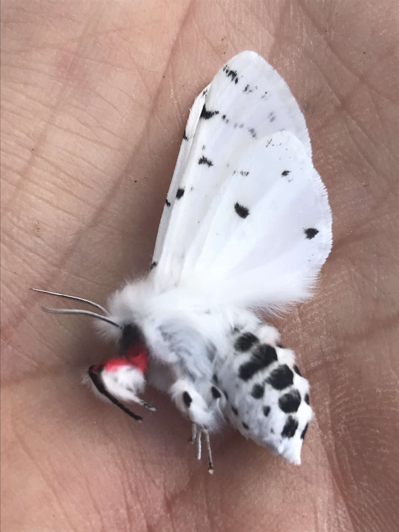 Image of Vestal Tiger Moth