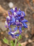 Image of San Bernardino larkspur