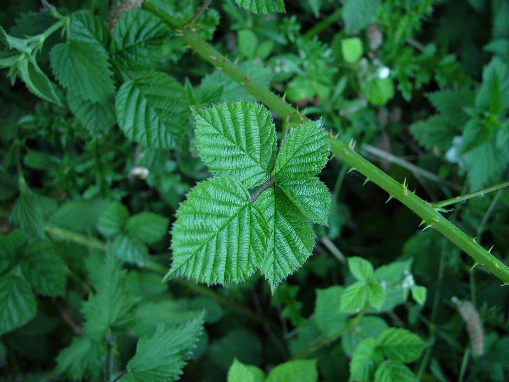 Plancia ëd Rubus warrenii Sudre