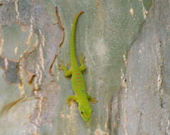 Plancia ëd Phelsuma grandis Gray 1870