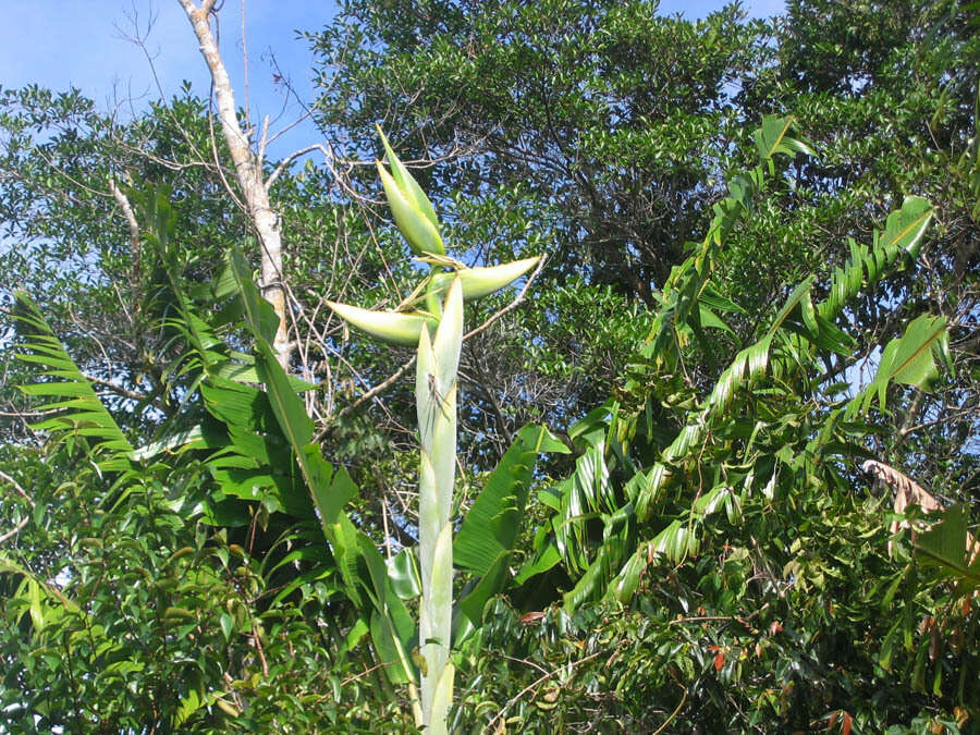 Image of Phenakospermum guyannense (A. Rich.) Endl. ex Miq.