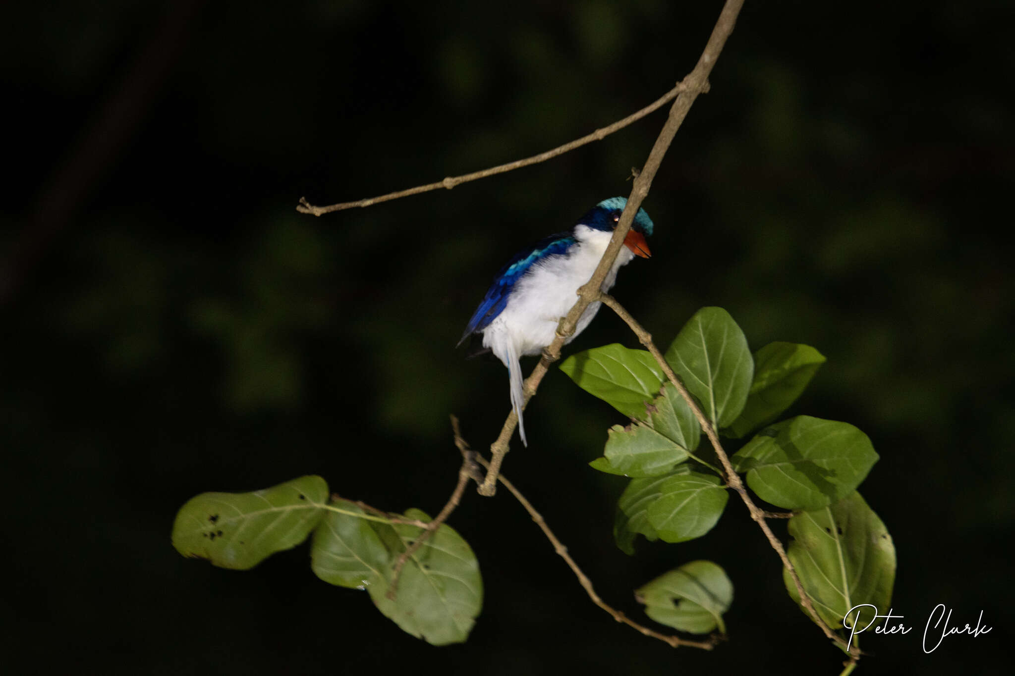 Image of Common Paradise Kingfisher