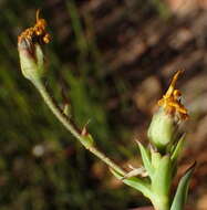 Image of <i>Osteospermum <i>polygaloides</i></i> var. polygaloides