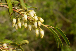 Image of Agarista eucalyptoides (Cham. & Schltdl.) G. Don