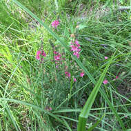 Image of Oregon checkerbloom