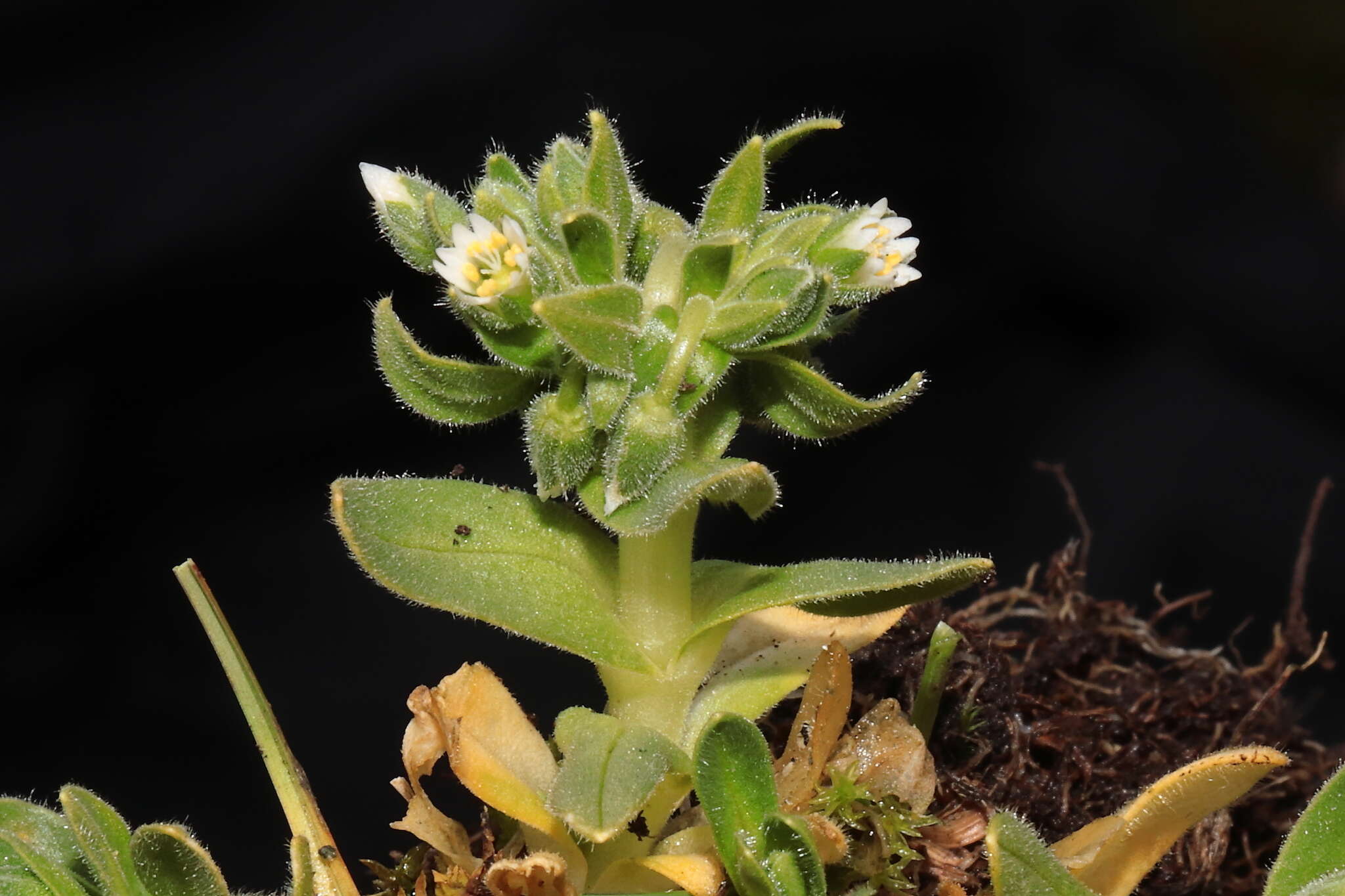 Image of Cerastium behmianum Muschl.