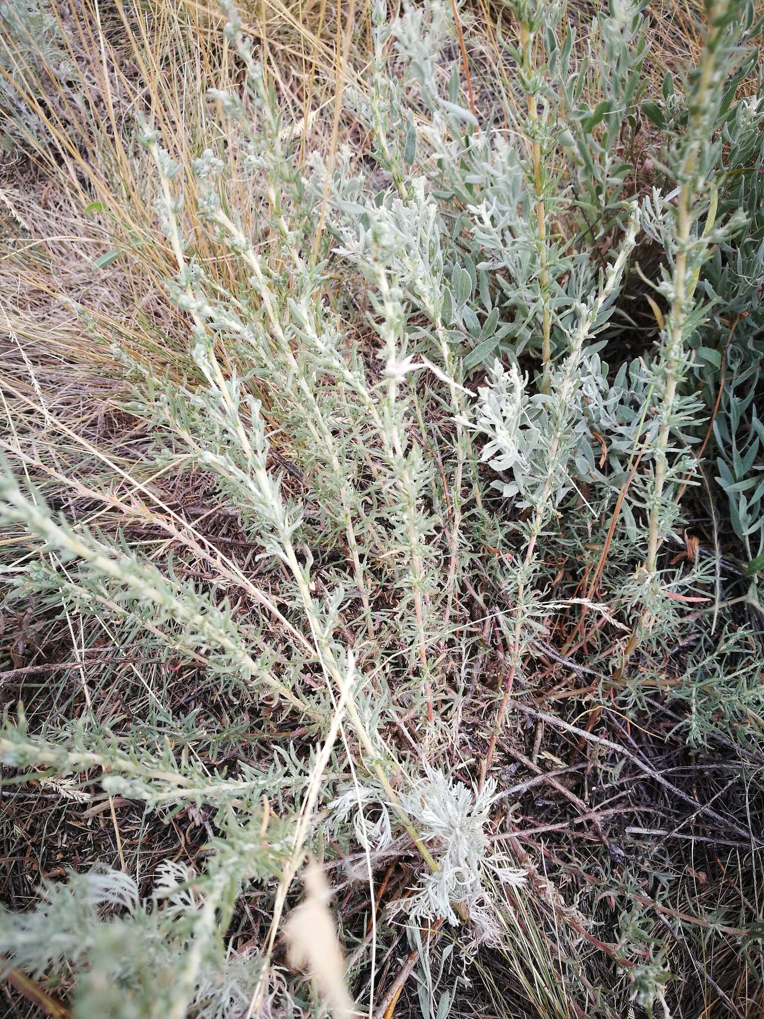 Image of forage kochia