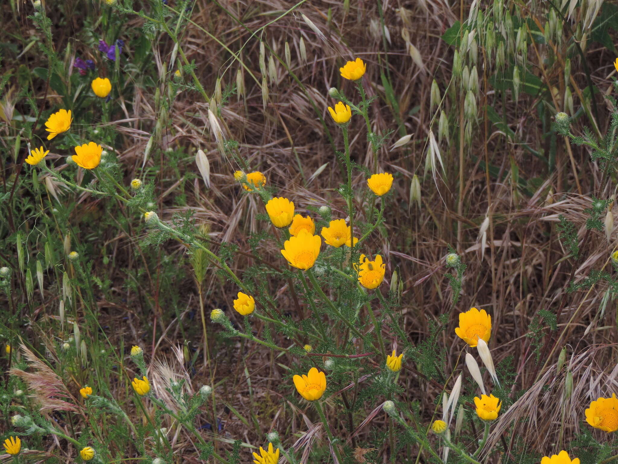 Image of Anacyclus radiatus Loisel.