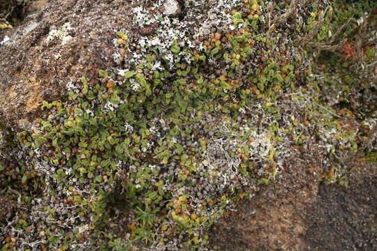 Image of Pygmy tree orchid