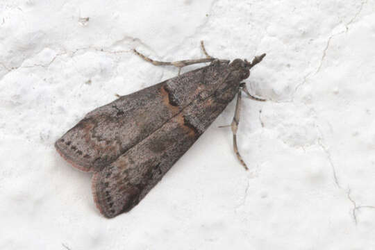 Image of Acrobasis obliqua Zeller 1847