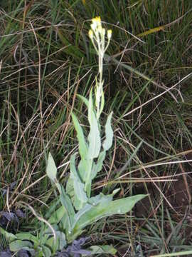 Image of Noxious ragwort