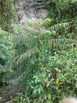 Image of Phyllanthus salviifolius Kunth