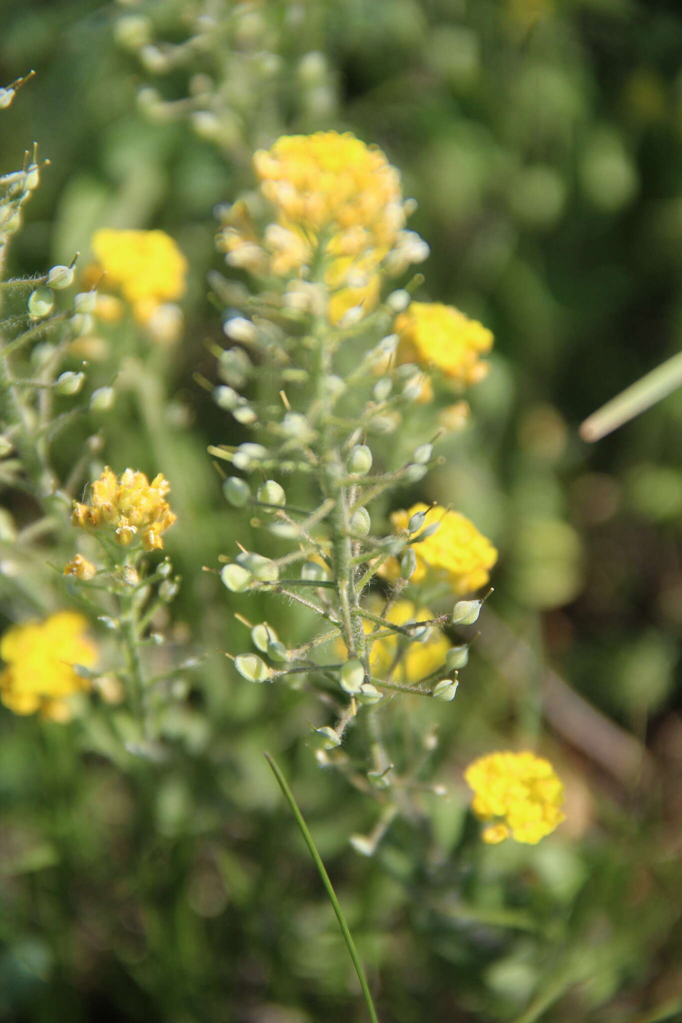 Image of Alyssum repens subsp. trichostachyum (Rupr.) Hayek