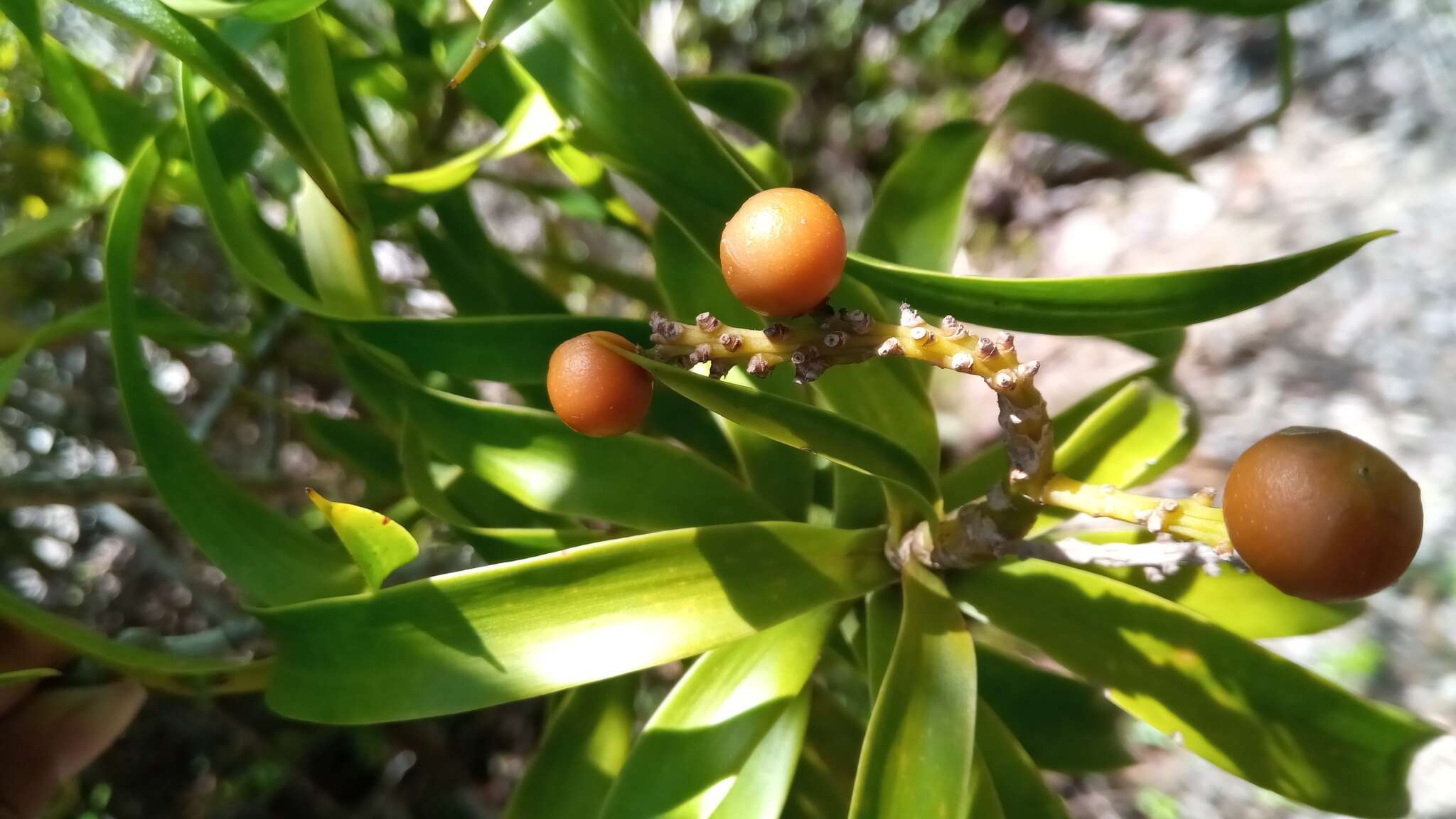 Image of Dracaena reflexa var. condensata H. Perrier