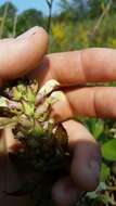 Image of swamp lousewort