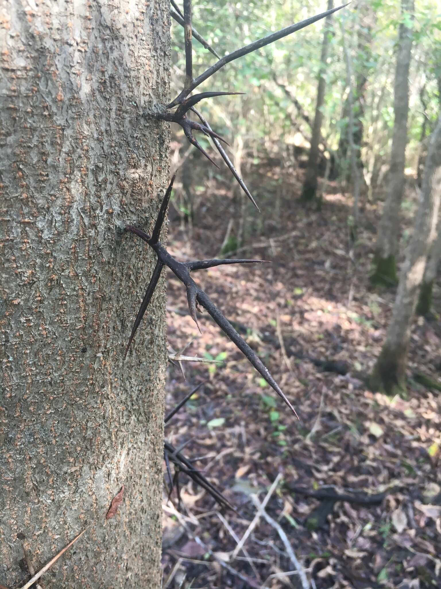 Image of water locust