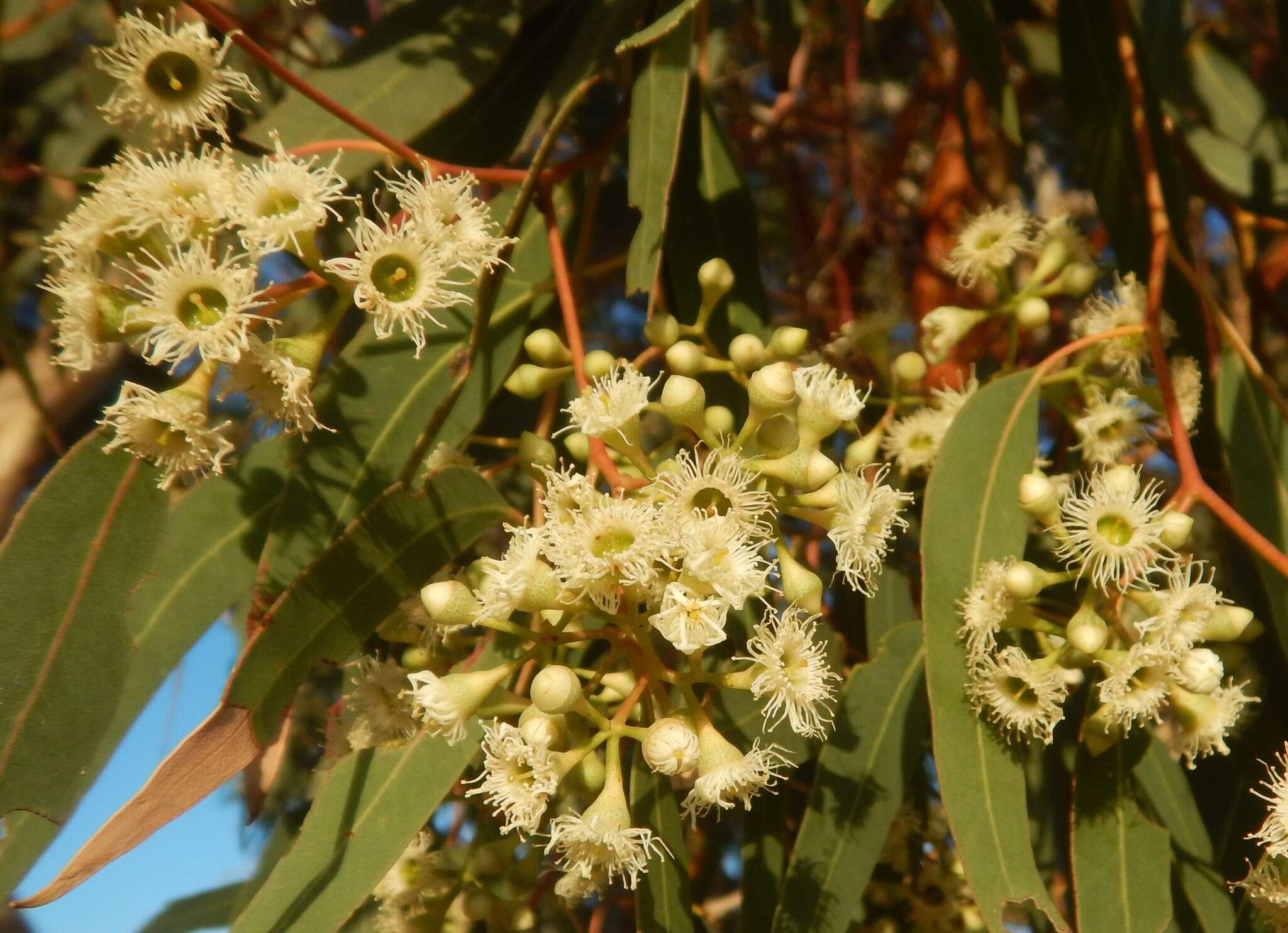 Image of Pink Gum