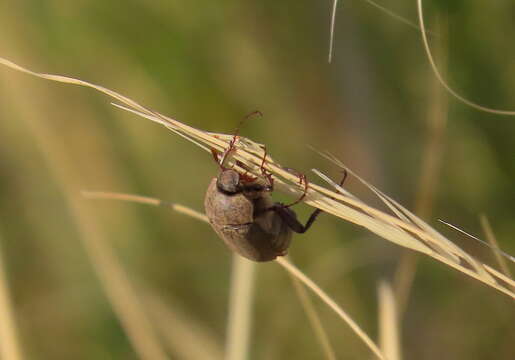 Sivun Phyllophaga (Tostegoptera) lanceolata (Say 1824) kuva