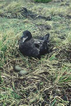 Stercorarius antarcticus lonnbergi (Mathews 1912) resmi