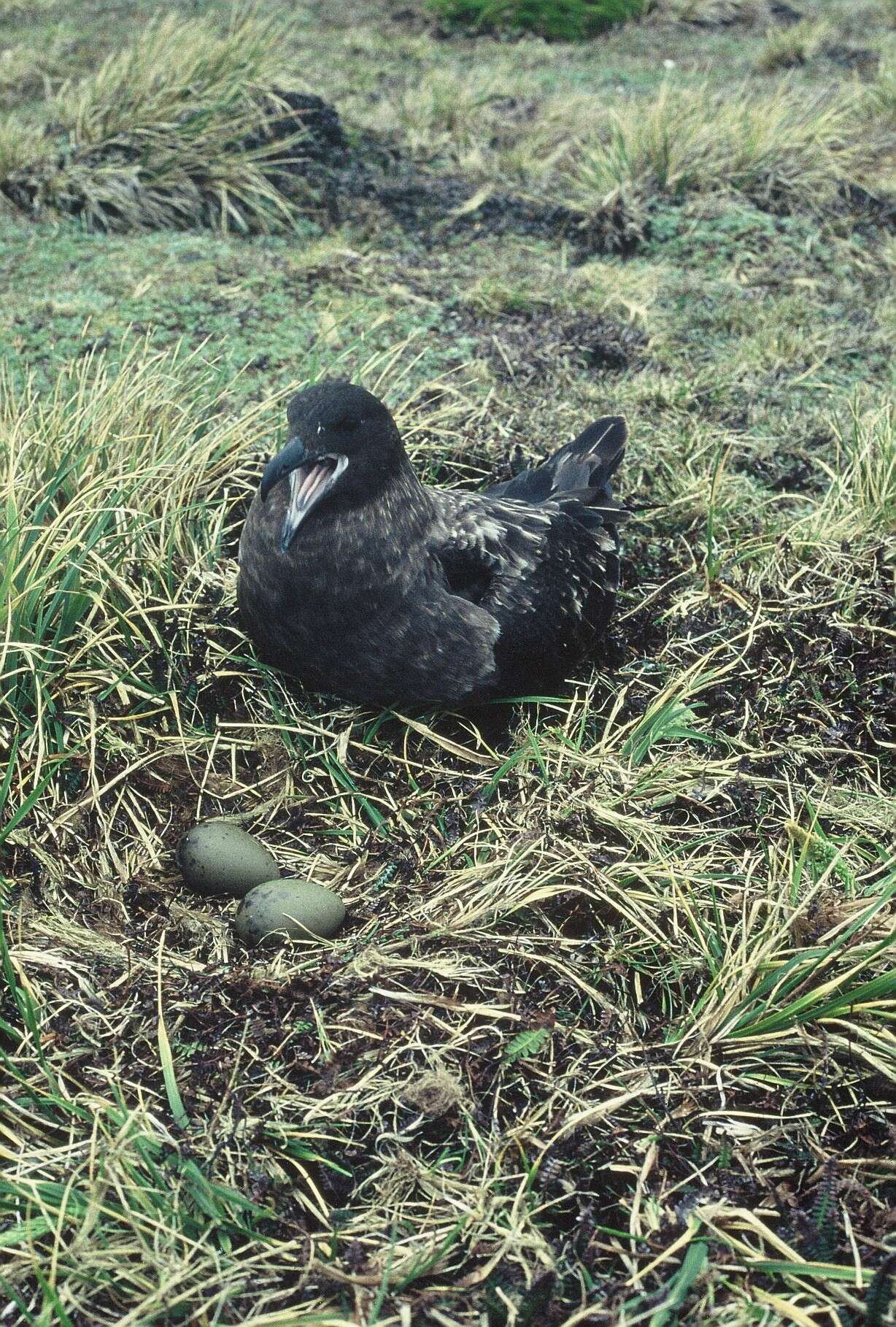 Stercorarius antarcticus lonnbergi (Mathews 1912) resmi