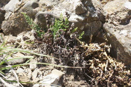 Image de Oeosporangium persica (Bory) Vis.