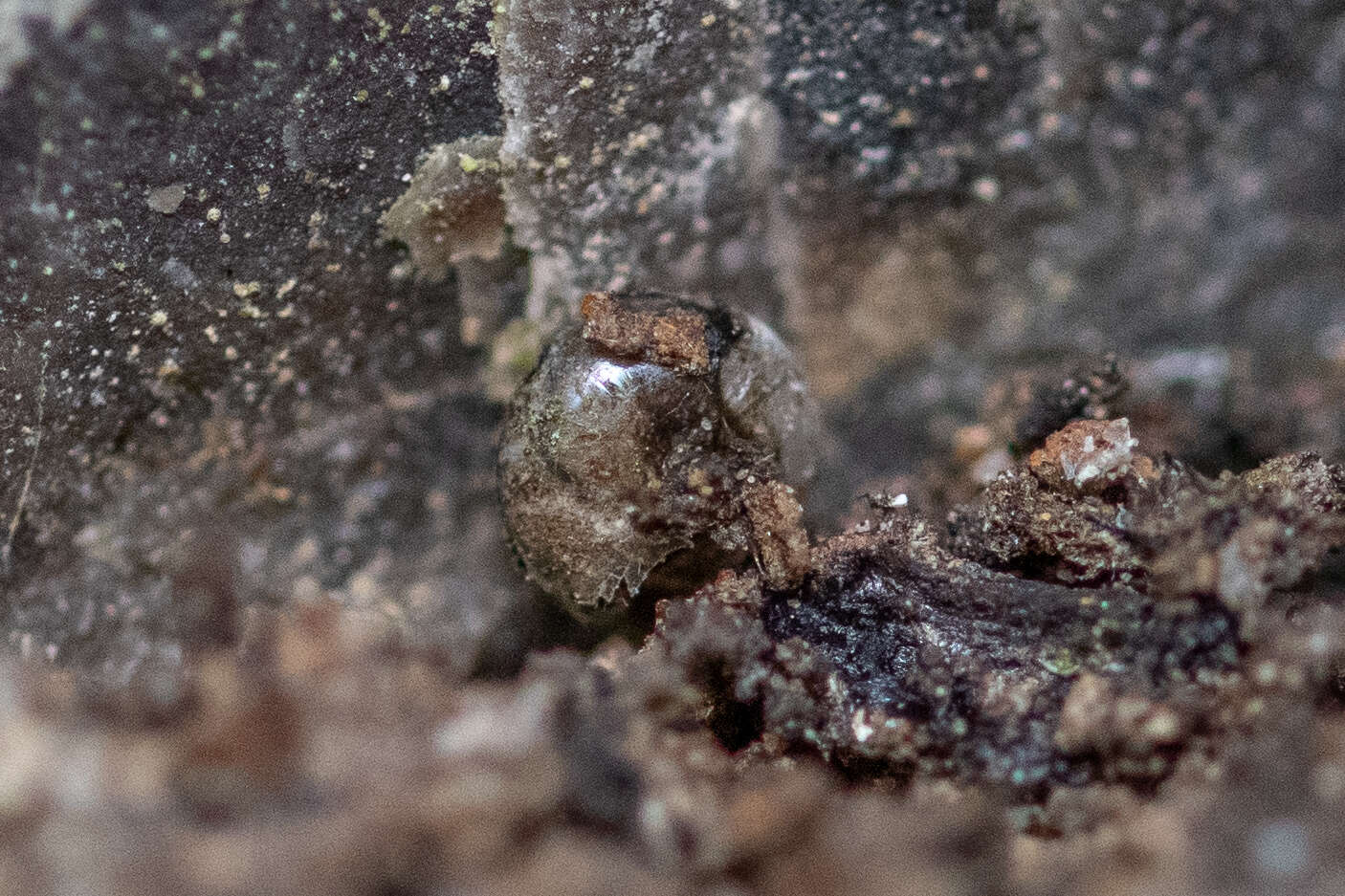 Image of milky crystal snail