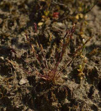 Image of early sand-grass